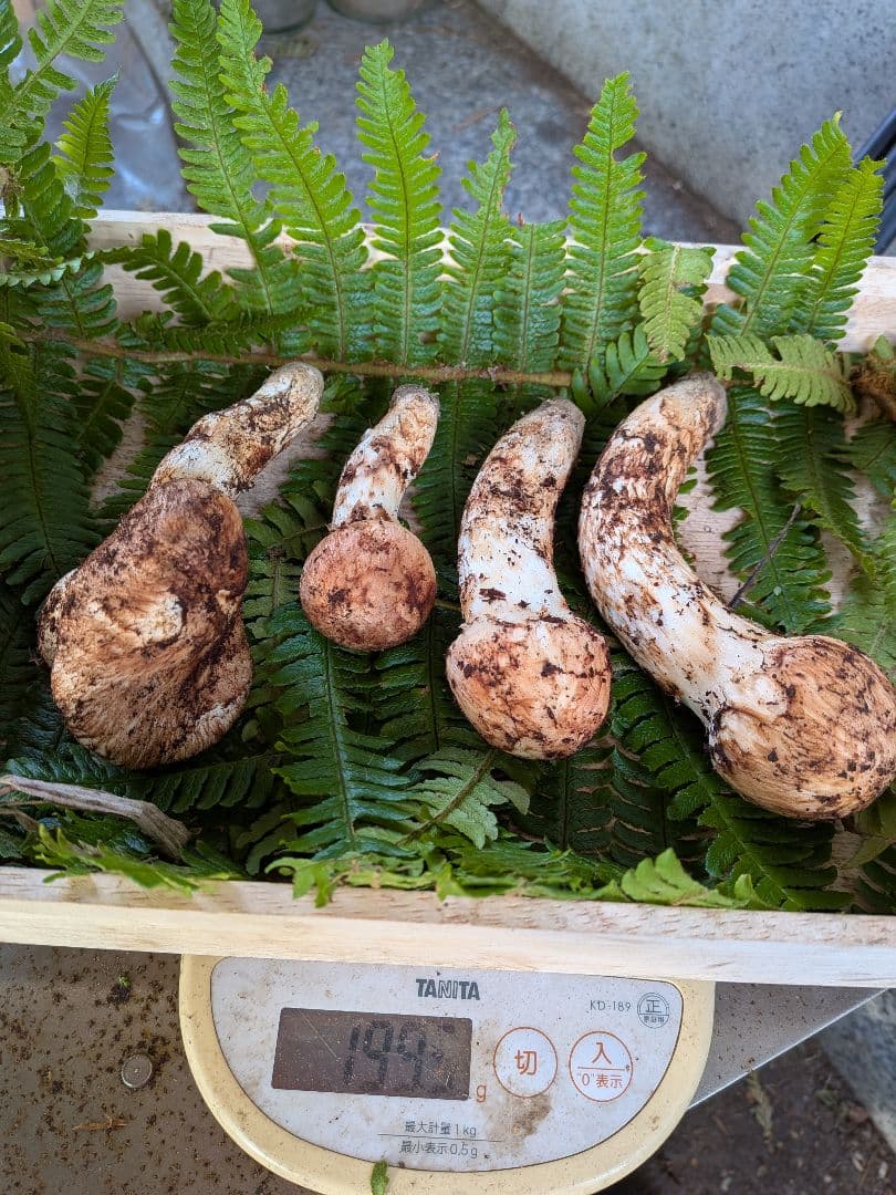 長野県産 松茸 195g 10月21日 採り※シモフリ・クリタケ少し