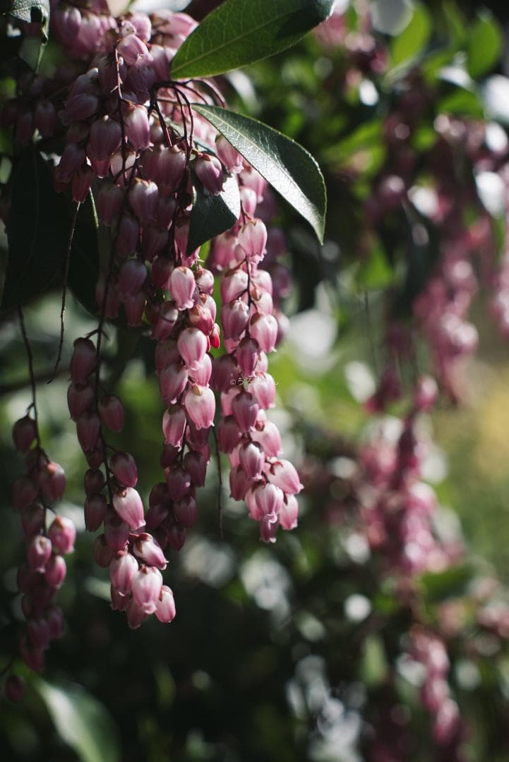 羽瀬川様Super-Takumar 50mm f1.4 前期 オールドレンズ