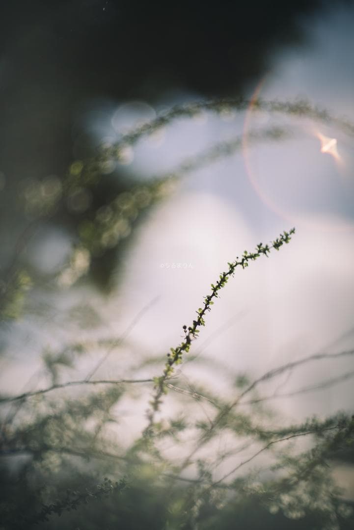 羽瀬川様Super-Takumar 50mm f1.4 前期 オールドレンズ