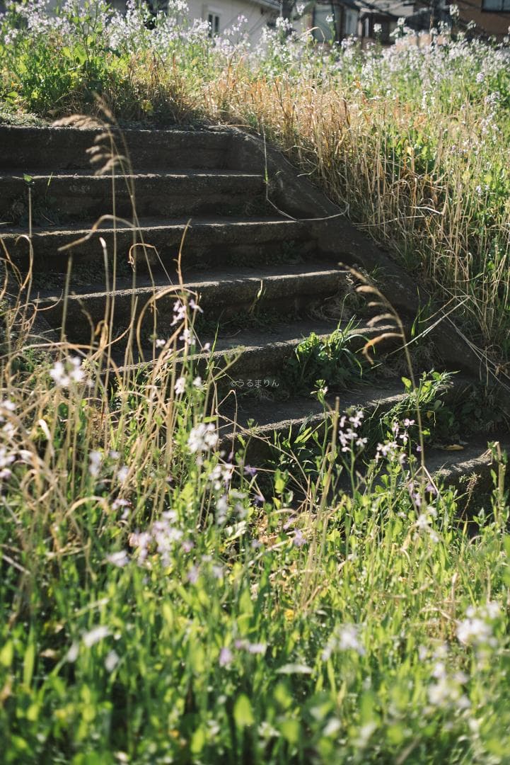 羽瀬川様Super-Takumar 50mm f1.4 前期 オールドレンズ