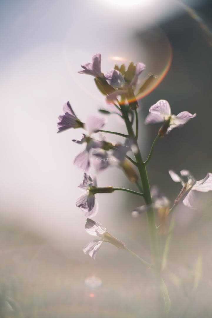 羽瀬川様Super-Takumar 50mm f1.4 前期 オールドレンズ