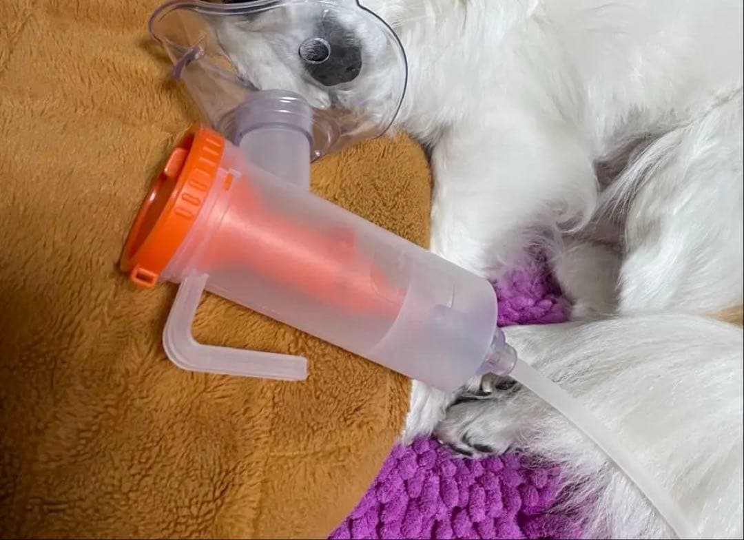 家庭用酸素吸引器