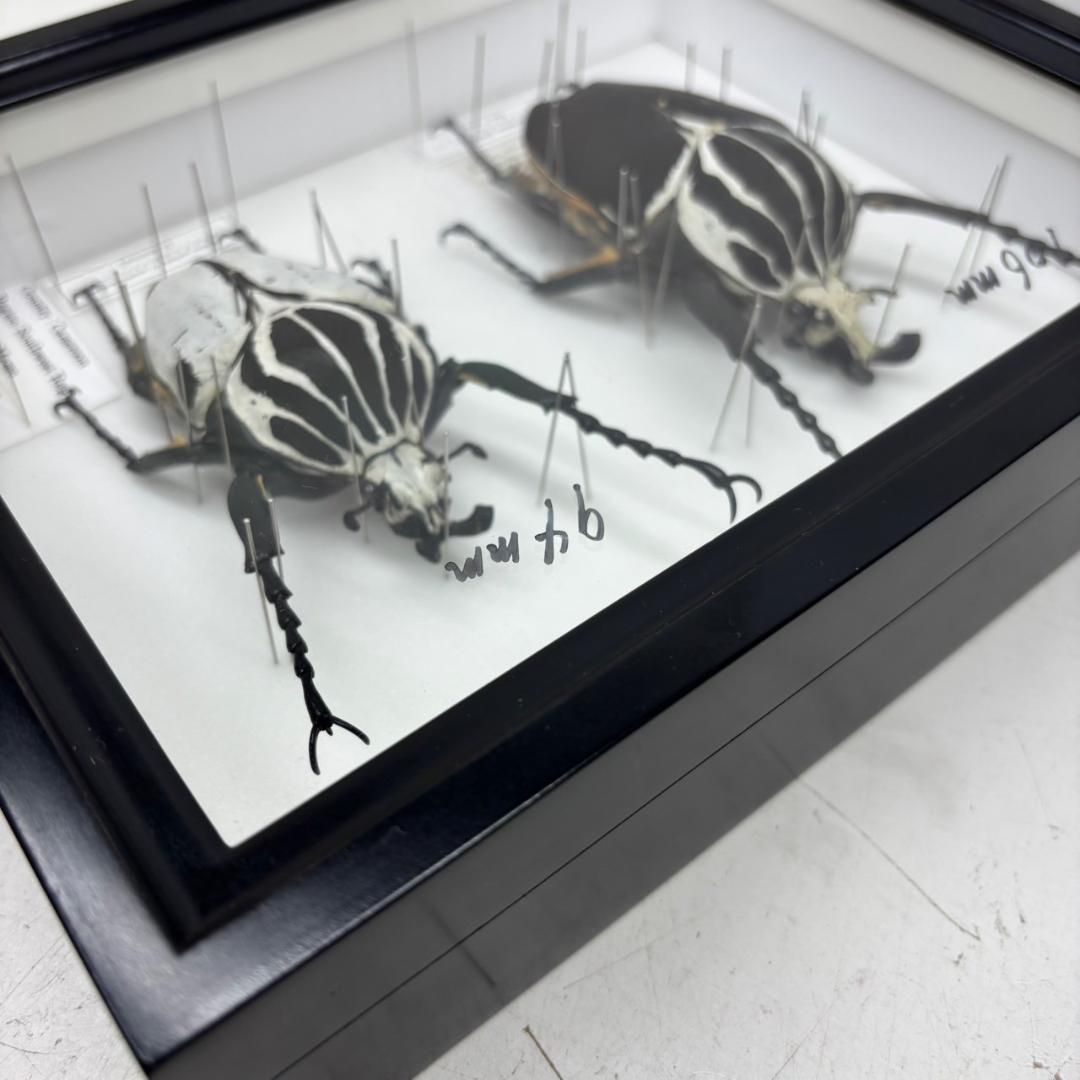 M◆ゴライアスオオツノハナムグリ　2頭　昆虫標本