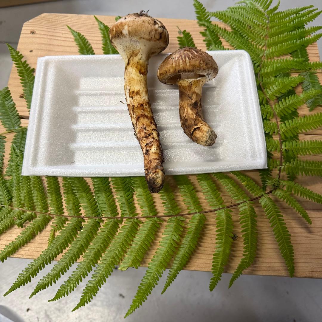 ②なおちゃん即日発送可能採れたて 和歌山県産 天然松茸 2本 102.1g