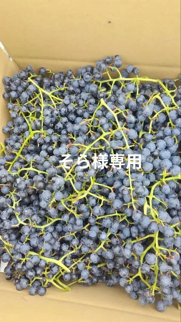 信州産醸造用山葡萄10kg
