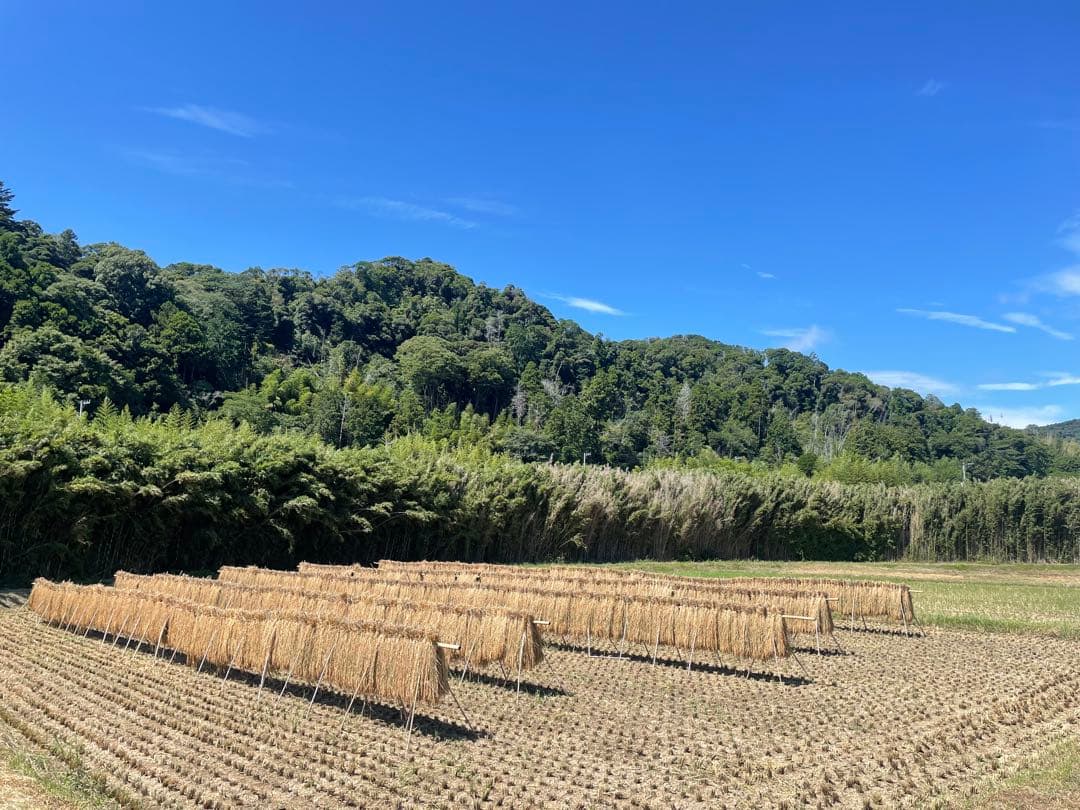 うーちゃん　ササニシキ20