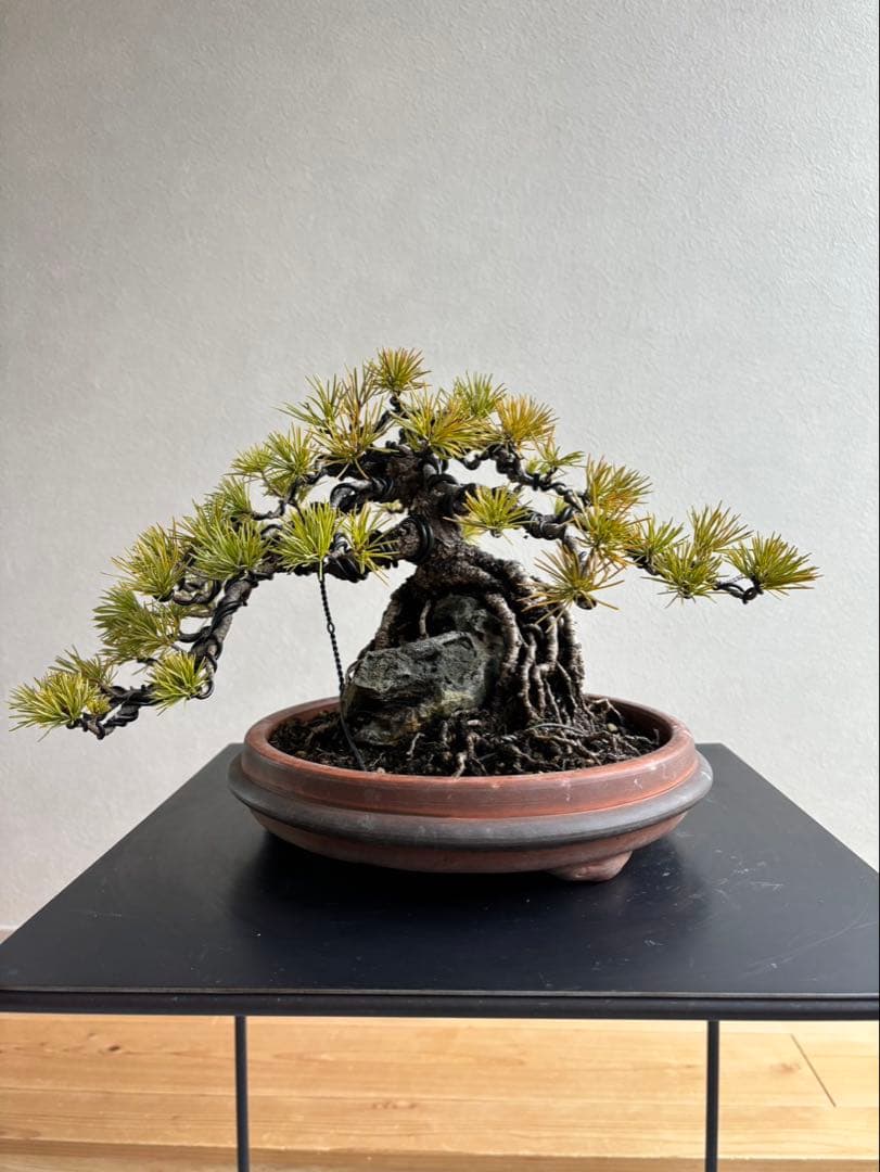 五葉松　盆栽　模様木　石付き　根上がり　樹齢25年
