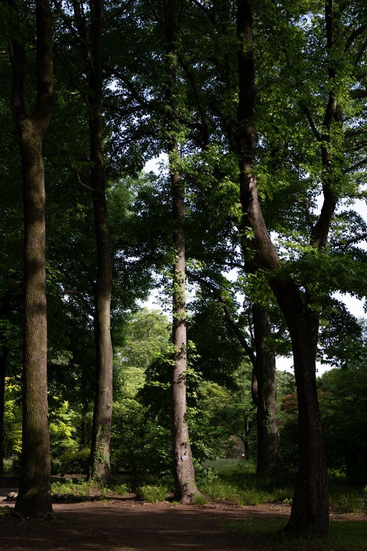 LUMIX S5 II ミラーレスカメラ 本体