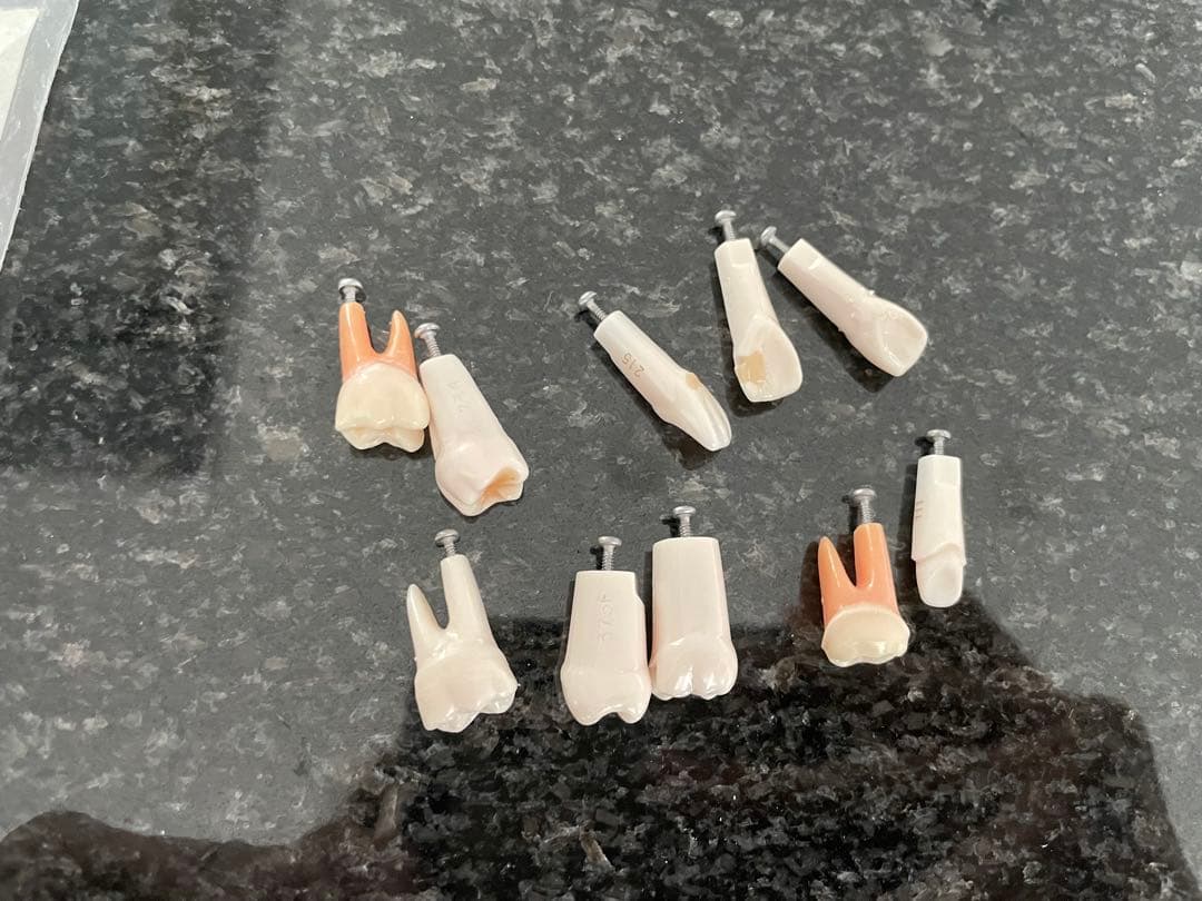 NISSIN 顎模型 ニッシン