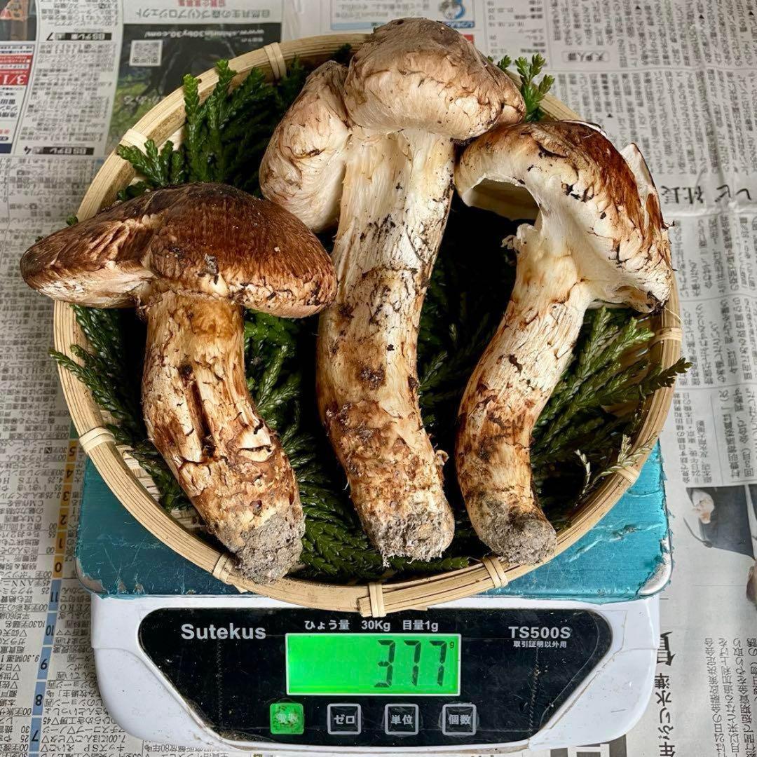 天然きのこ 松茸 国産 マツタケ まつたけ 大自然の凛さん採取その152