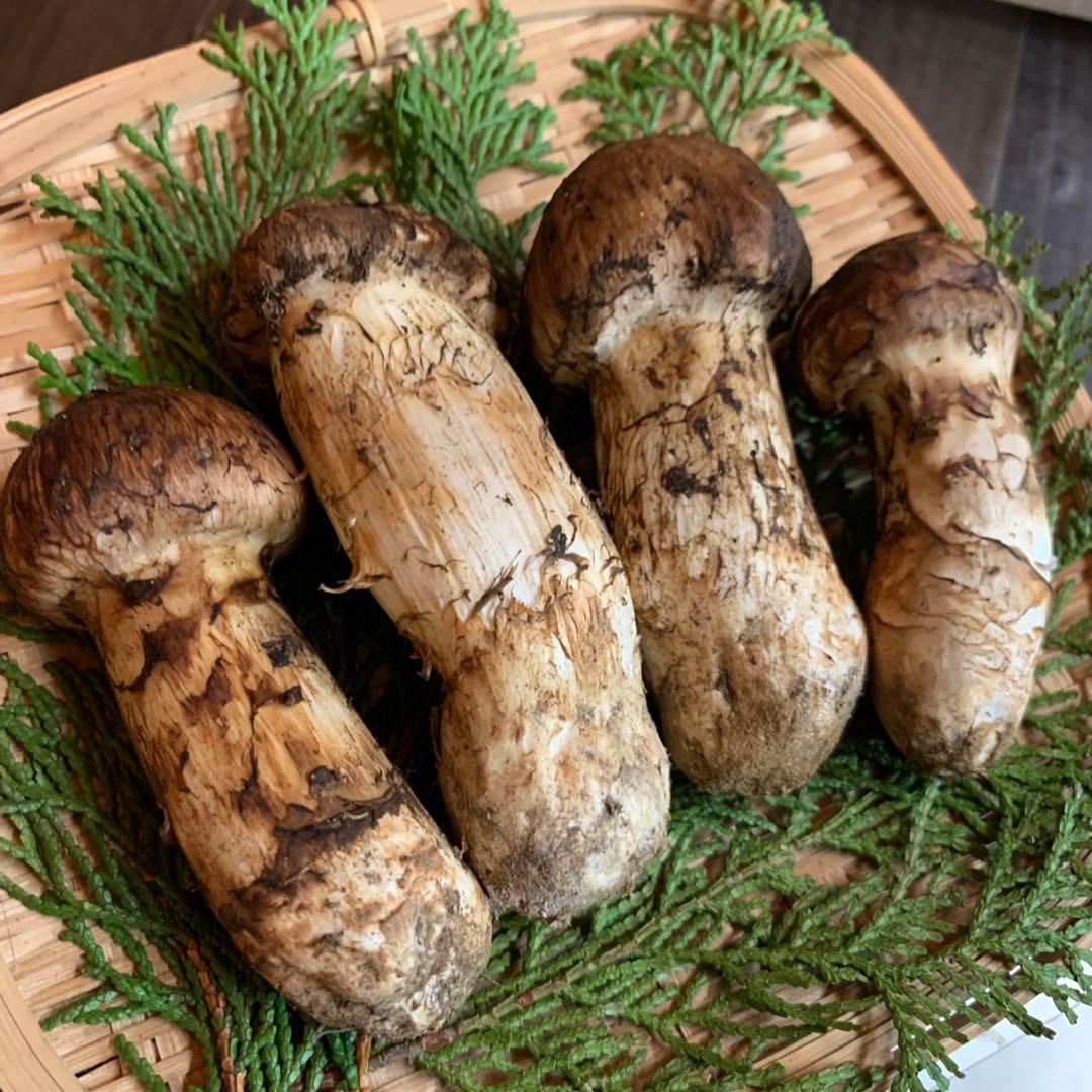 ④秀品【岩手県産天然松茸】収穫最終　国産本場　つぼみ採れたて　産地直送　155g