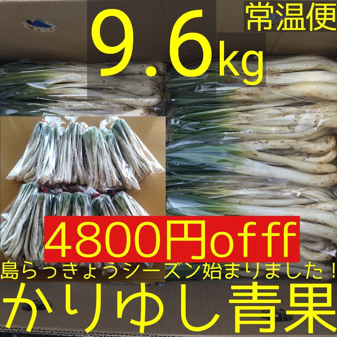 【4800円off】〈新物〉沖縄県産 島らっきょう 約9.6kg【常温便】①