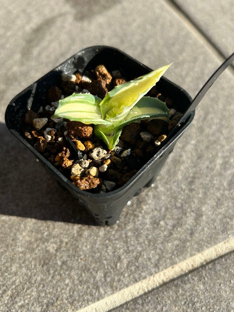 K*s様 アガベ　オバティフォリア　アウェイクニングエンジェル