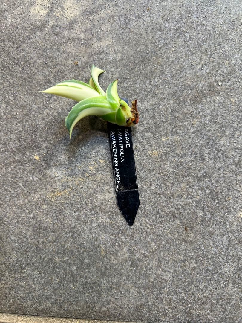 K*s様 アガベ　オバティフォリア　アウェイクニングエンジェル