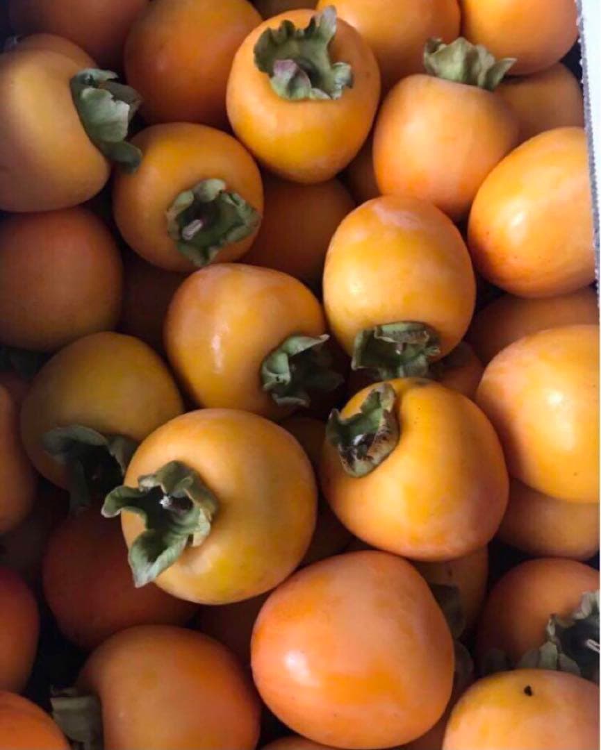 青森県産 渋柿 20kg