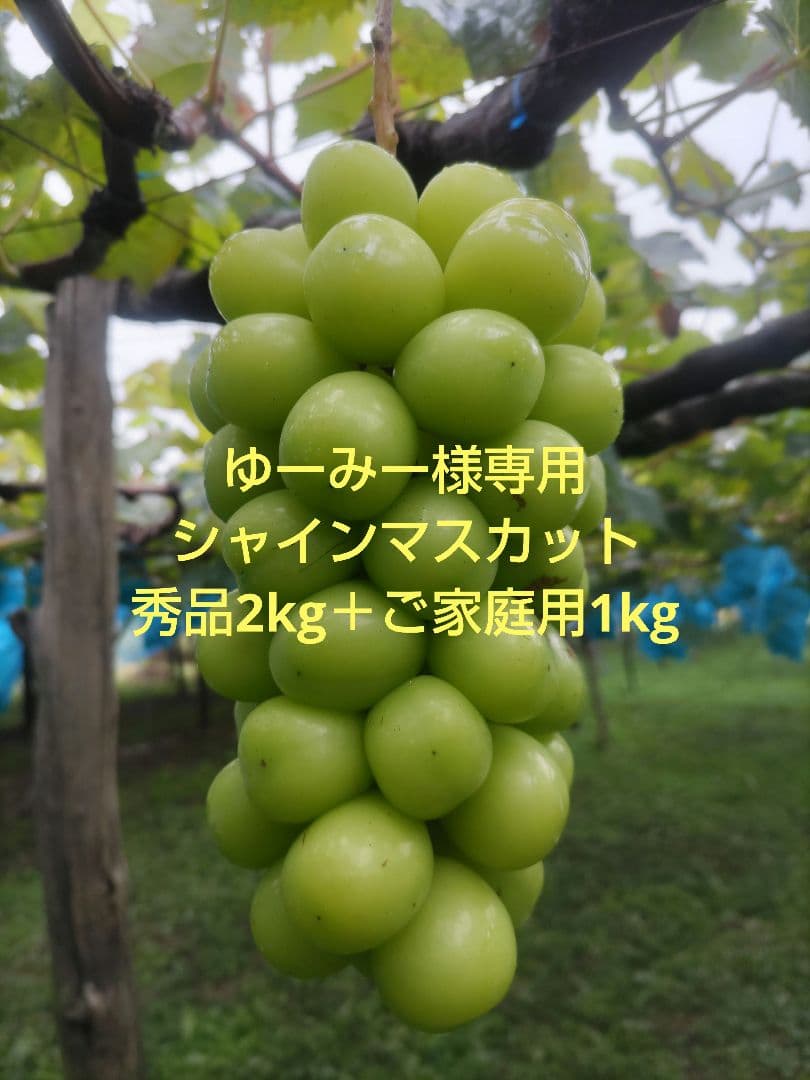 ゆーみーシャインマスカット秀品2kg＋ご家庭用1kg