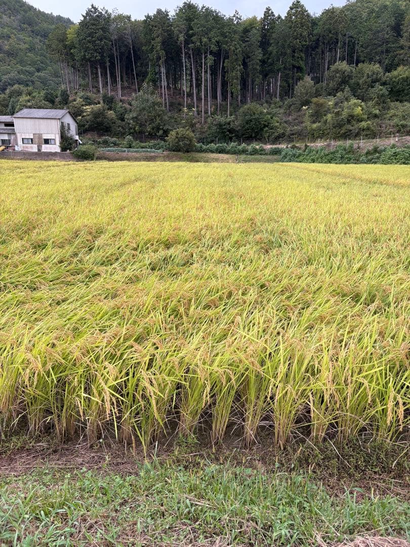 令和7年産　京都産キヌヒカリ