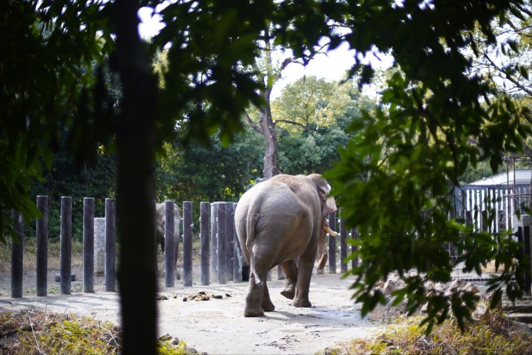 【動作確認済良品】Nikon Ai 50mm f1.4 初期保証&純正付属品付き