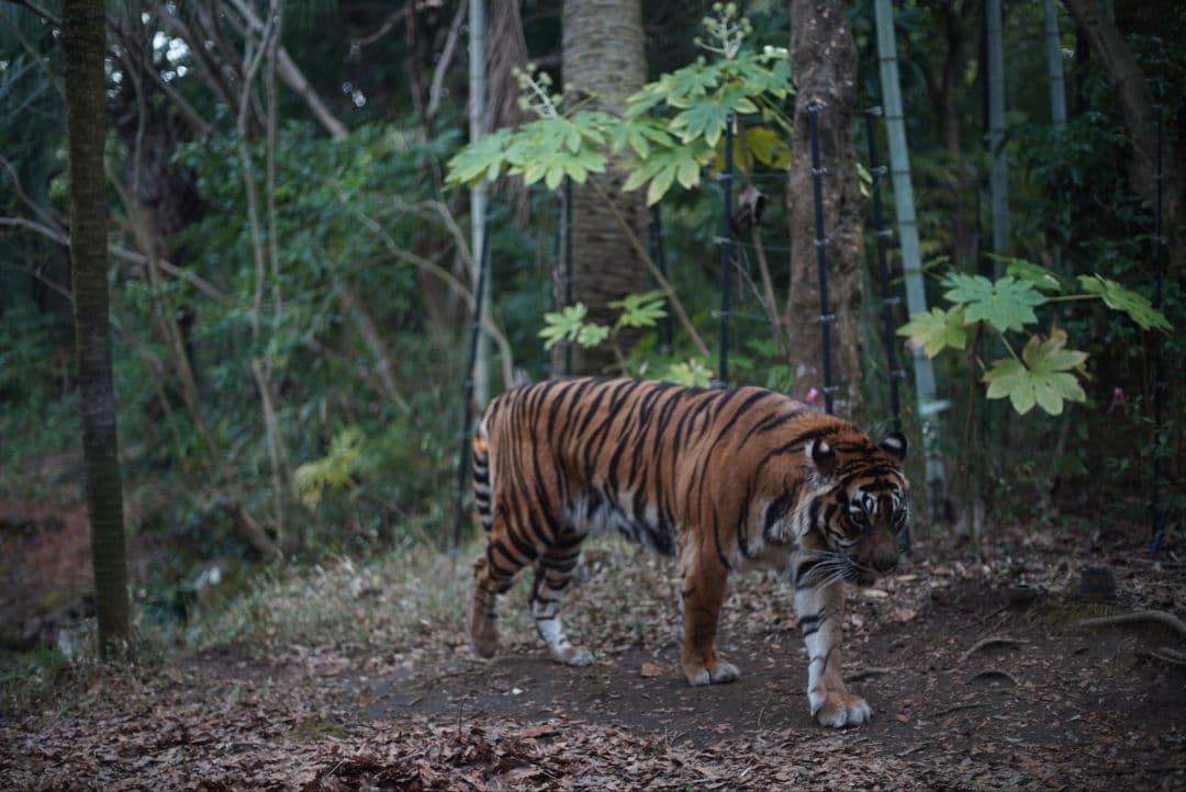 【動作確認済良品】Nikon Ai 50mm f1.4 初期保証&純正付属品付き