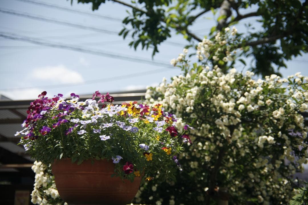 CANON 旧 FD 50mm f1.4 S.S.C.　 L93