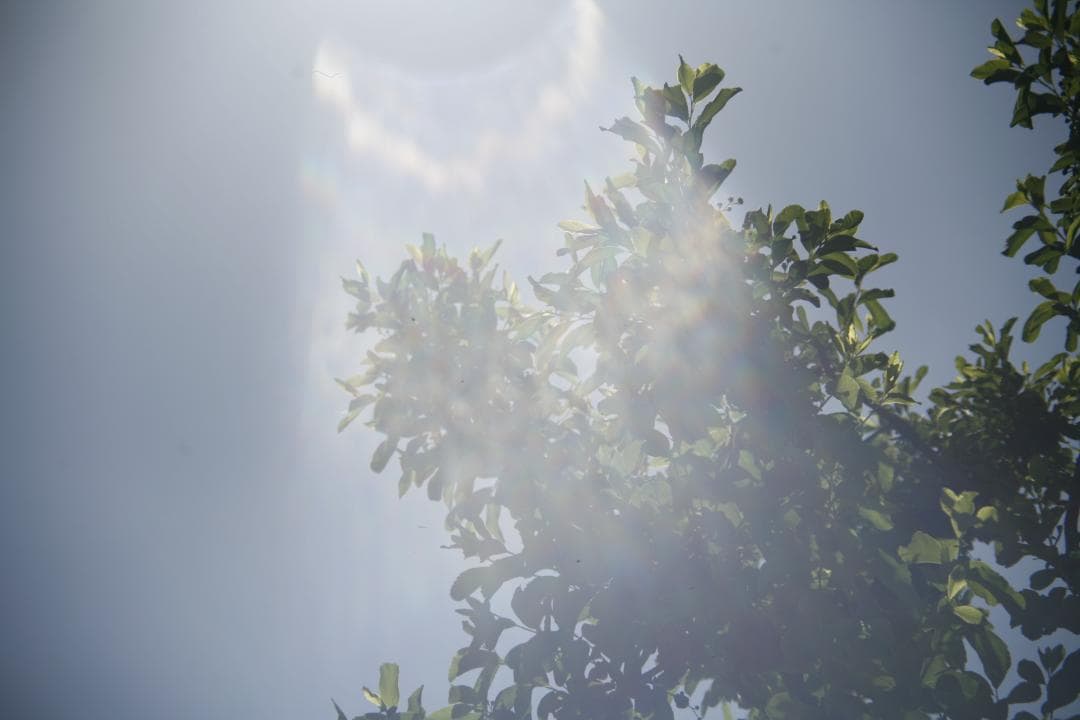 CANON 旧 FD 50mm f1.4 S.S.C.　 L93