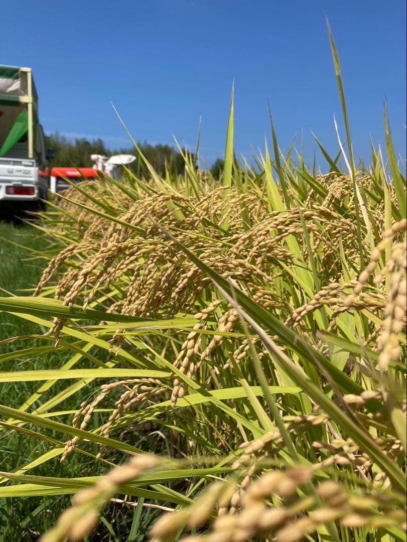 さや様ご依頼分(キヌ×2、コシ×1)