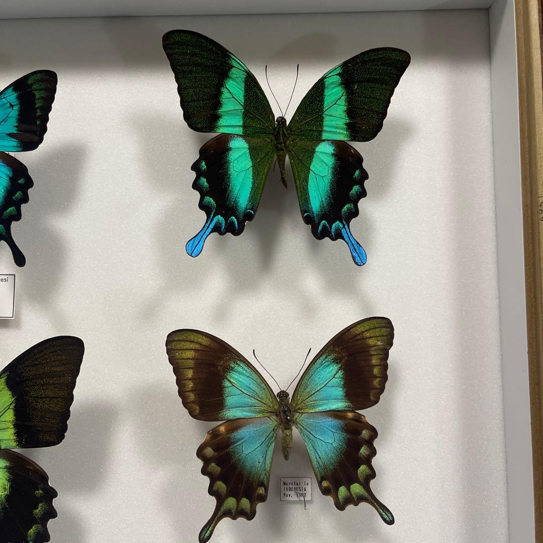 青と黒色のコントラストが美しいアゲハ蝶ドイツ箱入り標本