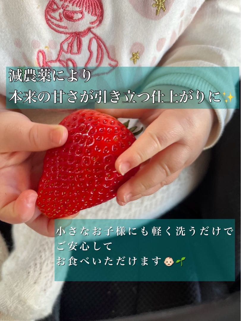 A級品 とちあいか いちご 720g ケーキ　農家直送　クリスマス　朝摘み