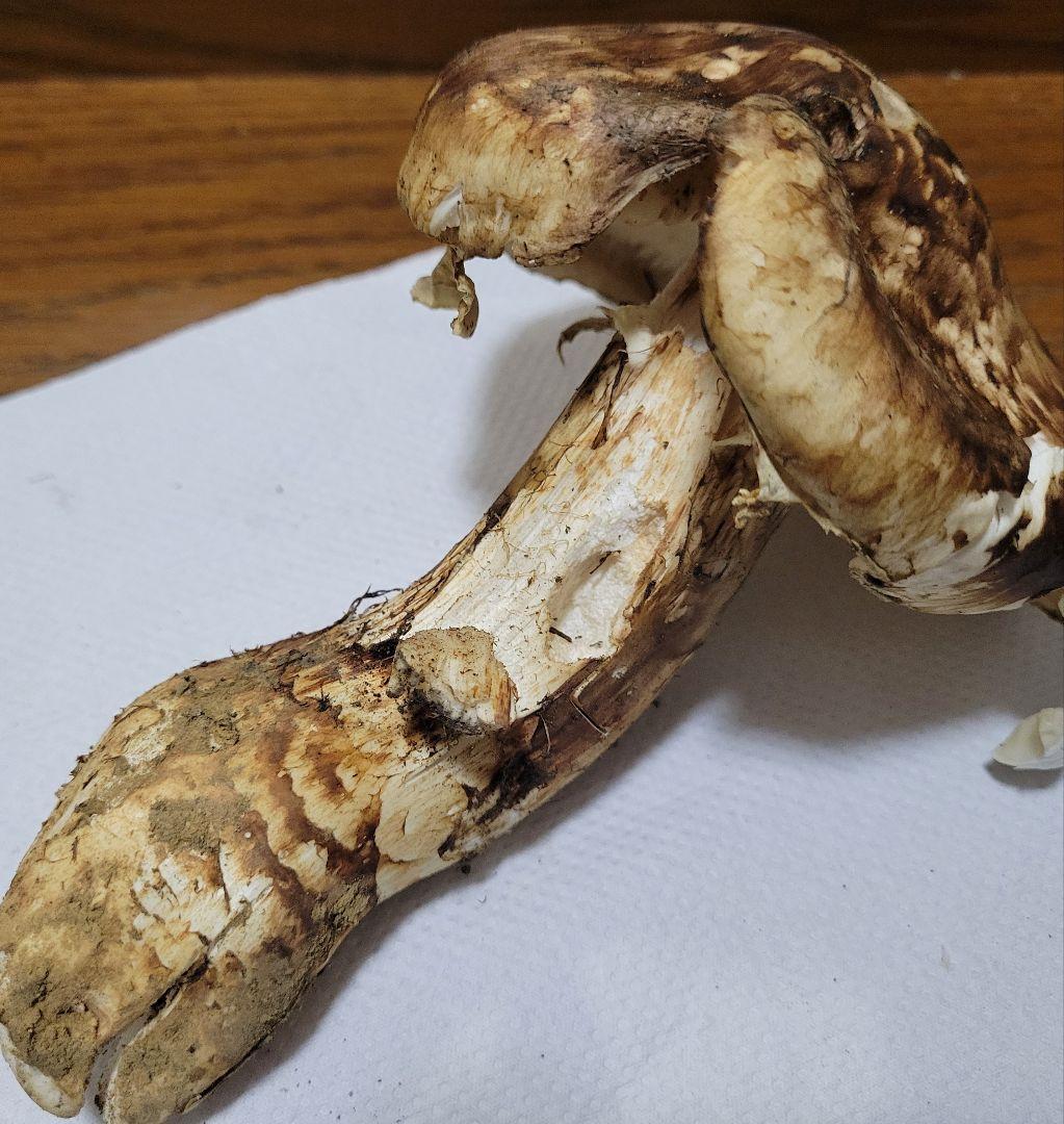 特大　極太　国産　岩手県産　松茸　550g