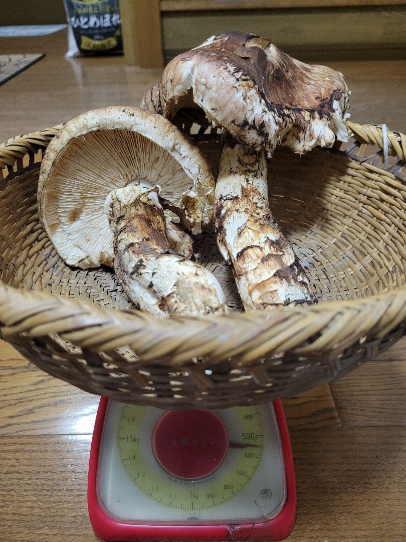 特大　極太　国産　岩手県産　松茸　550g