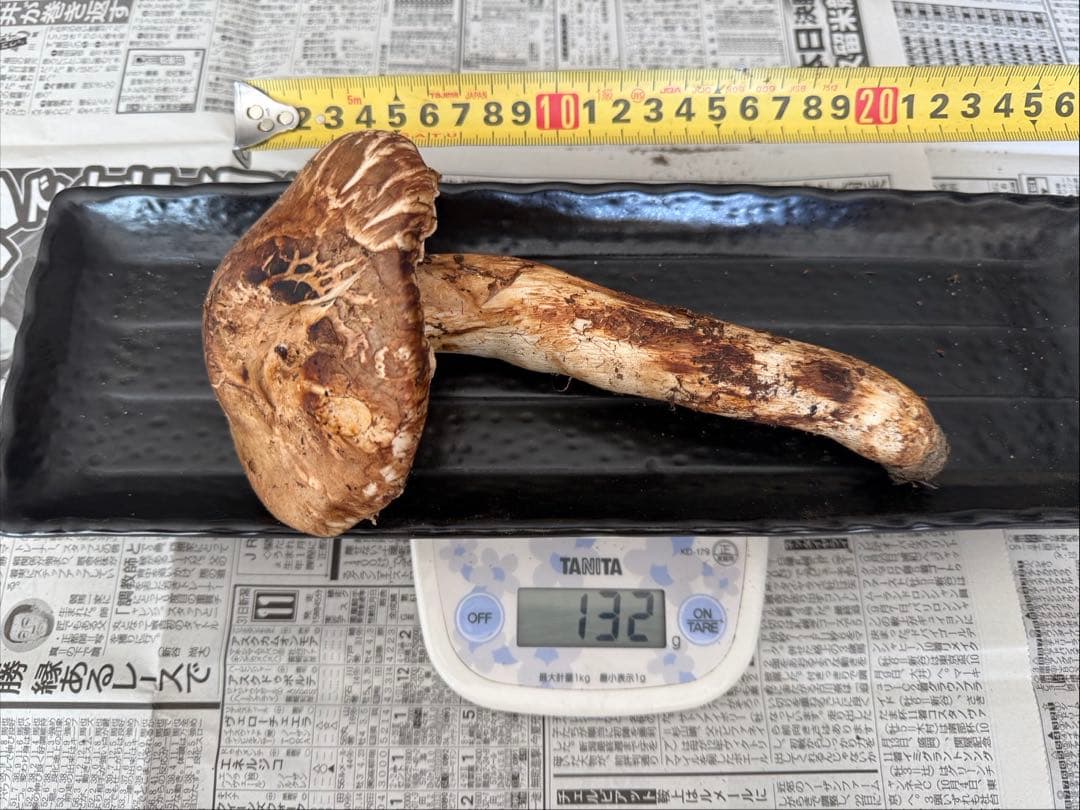 松茸　北海道　700g 訳あり　③