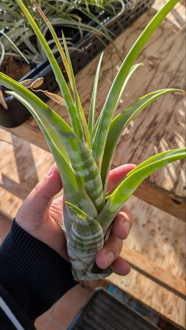 チランジア　フレクスオーサ　2種類セット　速達