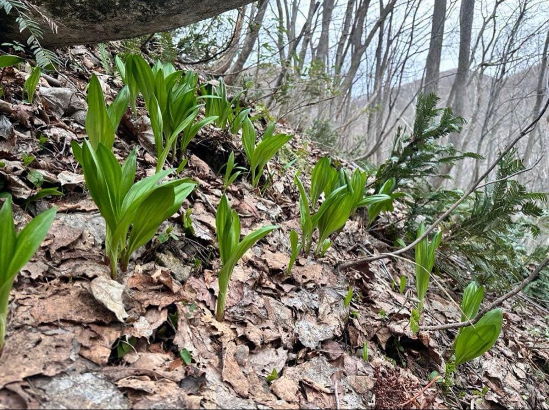 北海道天然行者ニンニク
