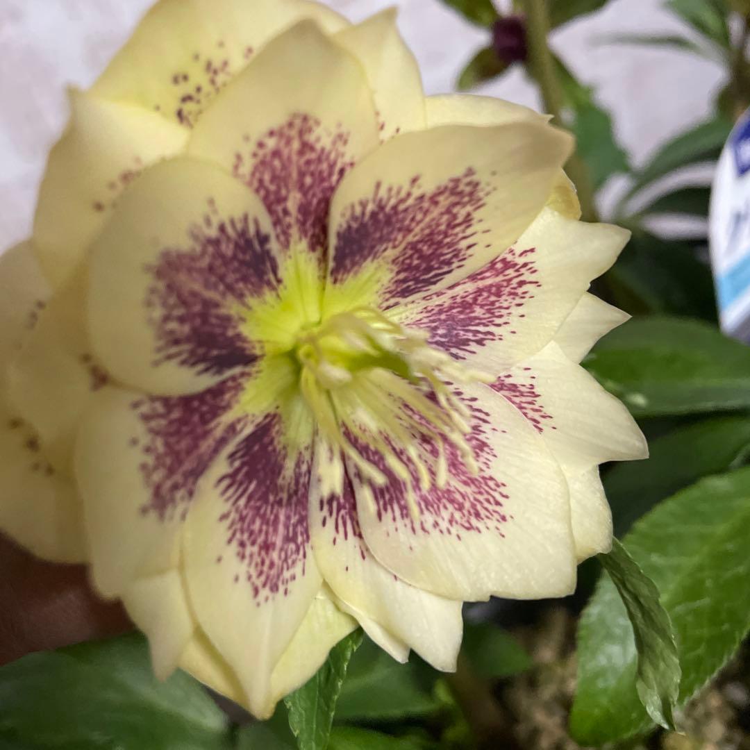 なおさん です♪2点セット！クリスマスローズ7鉢　4鉢　八重咲き　苗　苗木