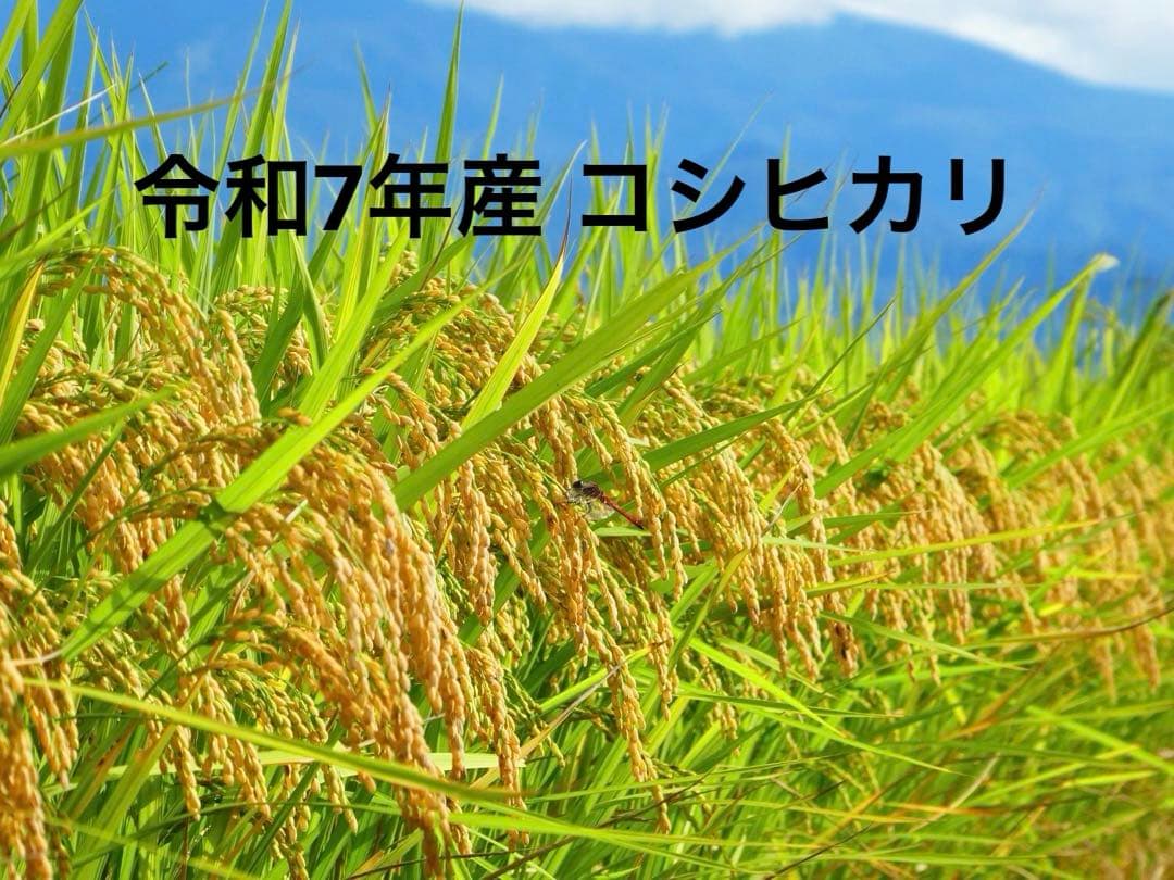農家直送　10キロ　玄米　令和7年産コシヒカリ　福島県産②