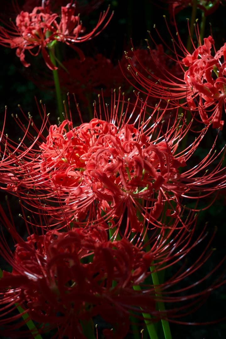 nokton classic 40mm F1.4 シングルコート　S.C