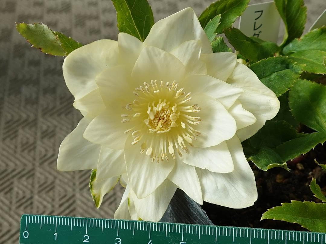 クリスマスローズ dd かぐや姫 グロス系交配フレグランス