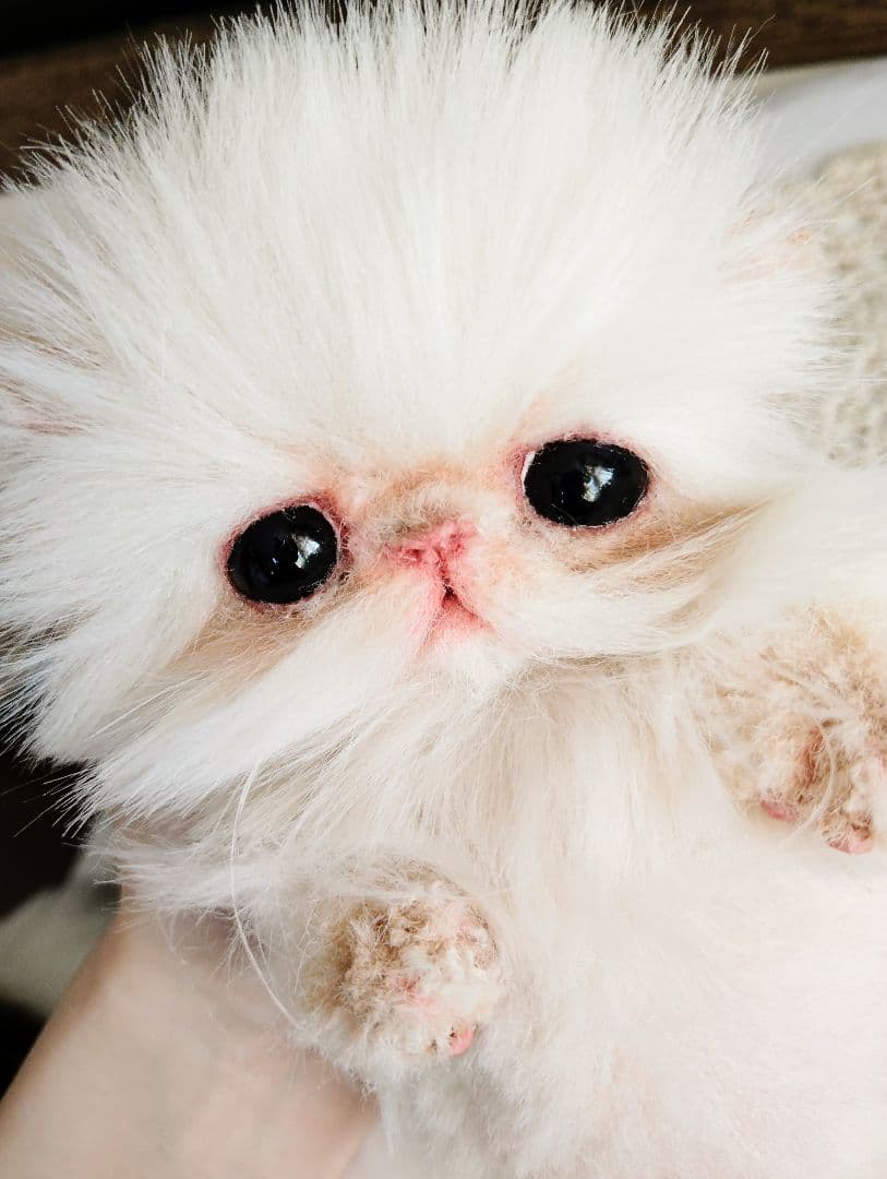 お腹ぽっこり♡フォックスタッチ♡子猫のリリーちゃん♡アートドール♡ぬいぐるみ♡