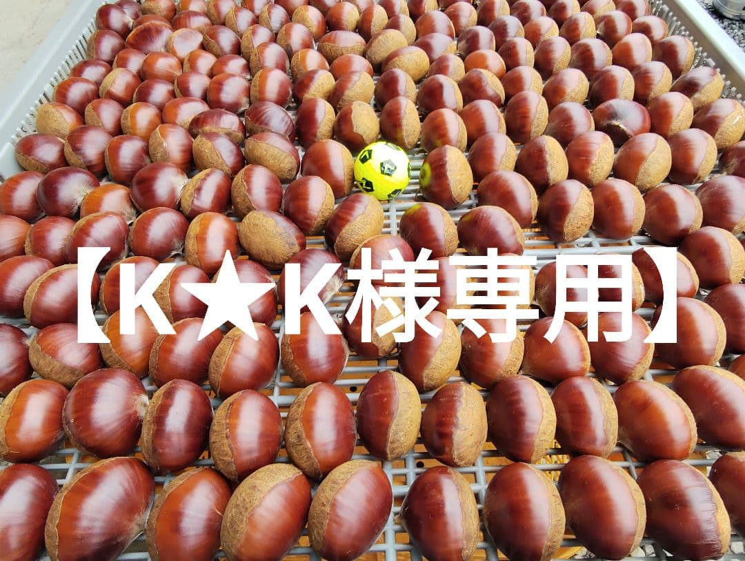 【K★K（9/19）】栗　茨城県産　朝取れ　厳選　5kg