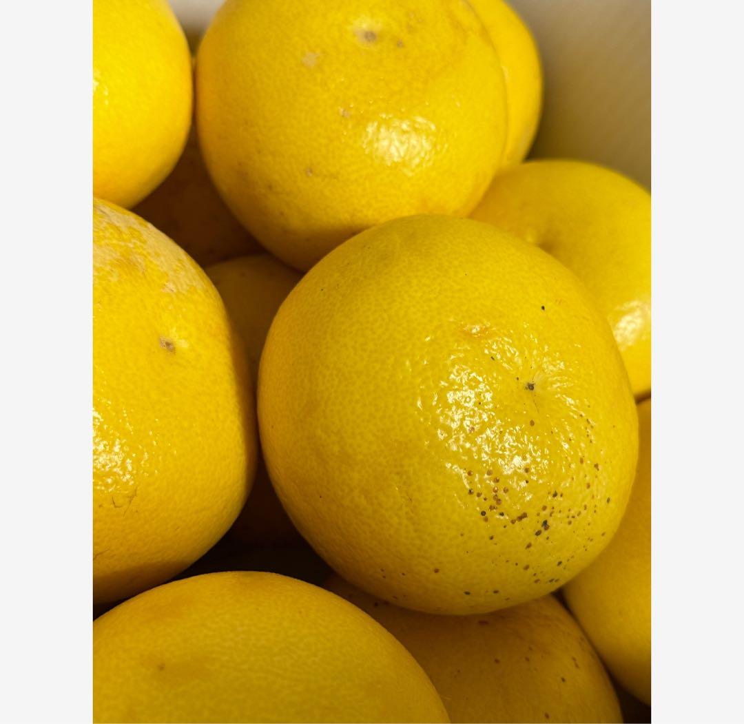 11高知特産 露地栽培 土佐文旦 3L4L文旦 約20kg 大玉 サイズ