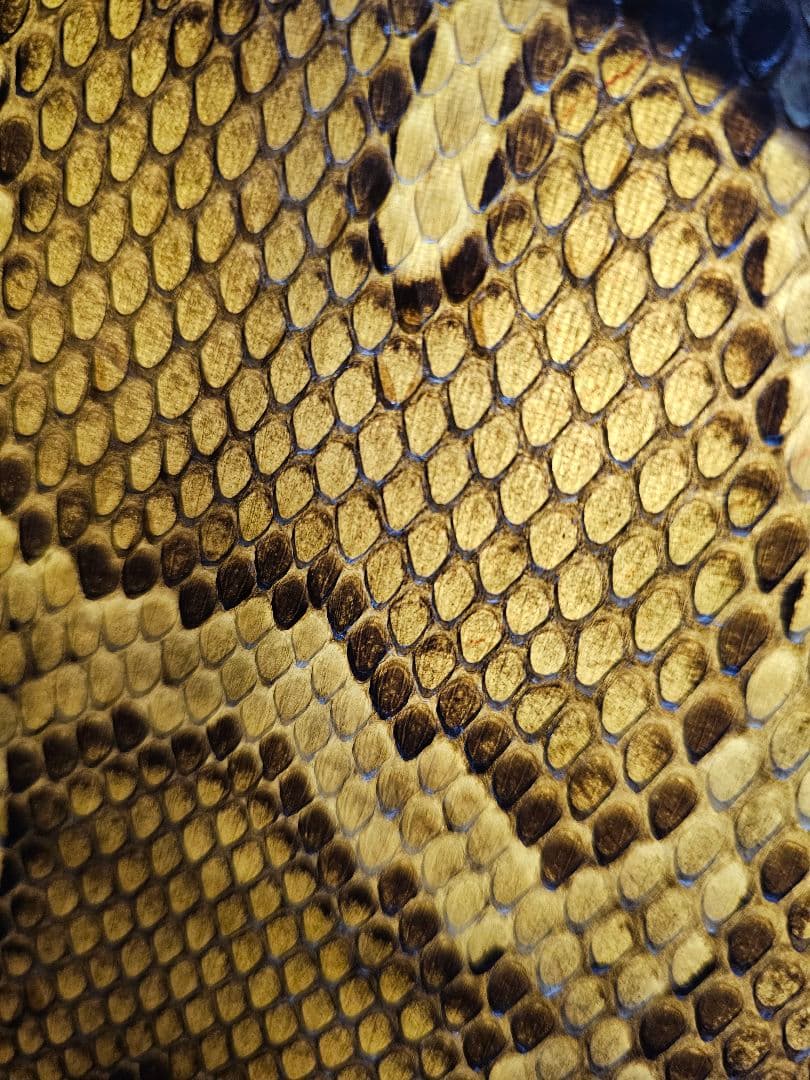 沖縄 三線　蛇皮 ソフトケース、ツメ付き 強化