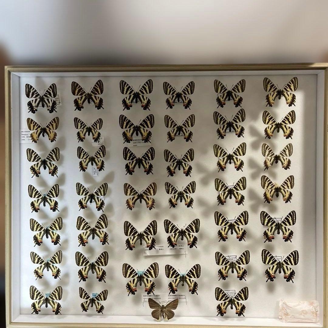 ギフチョウ　ドイツ箱入り