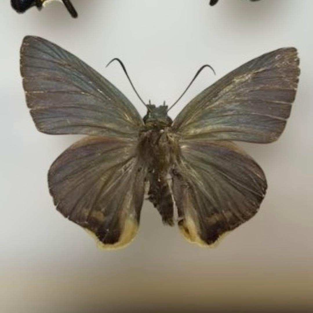 ギフチョウ　ドイツ箱入り