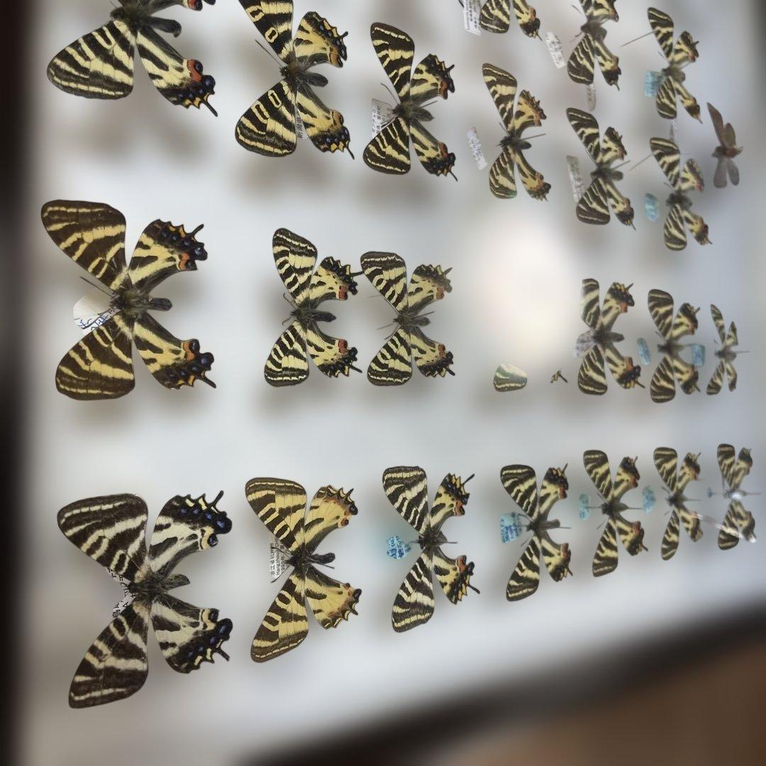 ギフチョウ　ドイツ箱入り