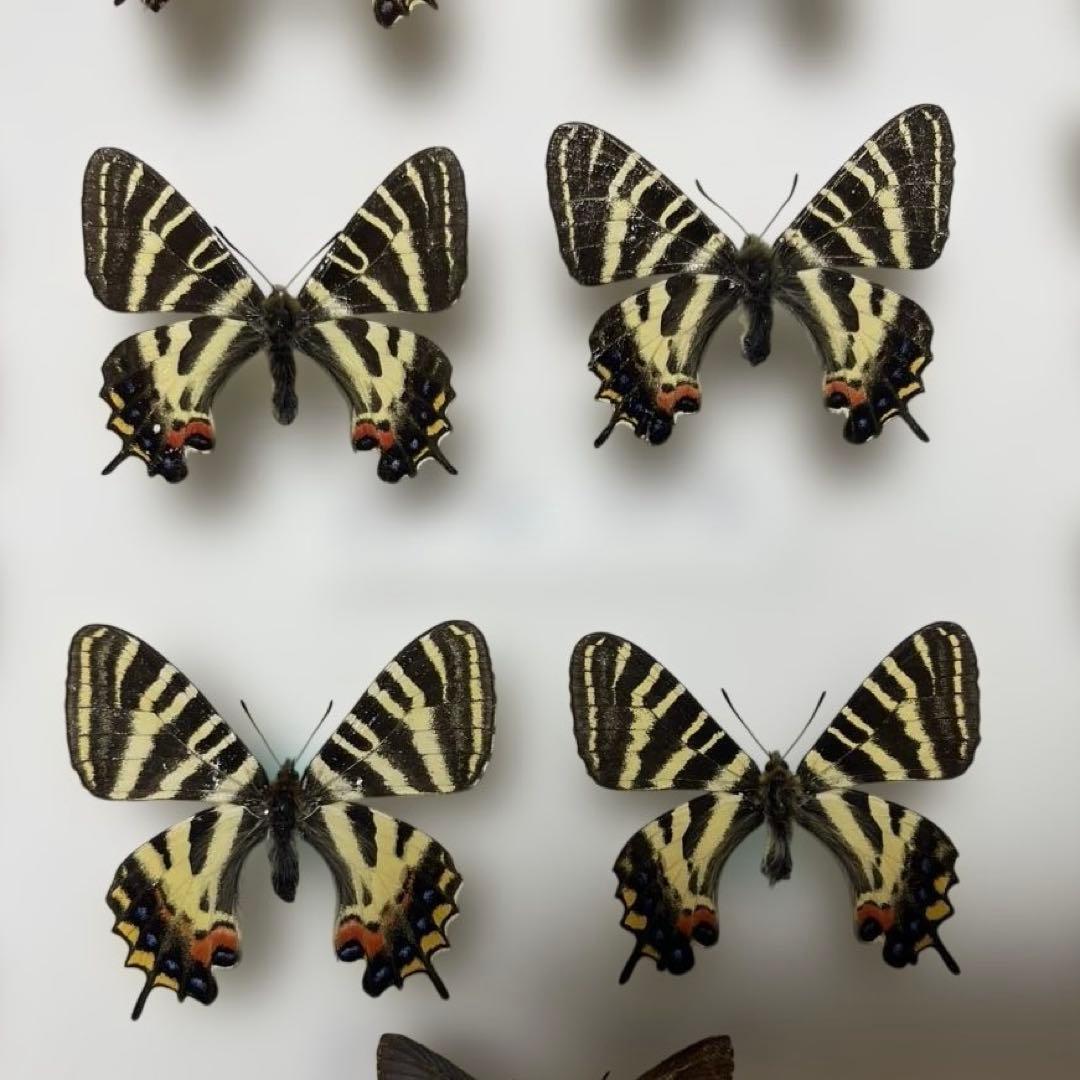 ギフチョウ　ドイツ箱入り