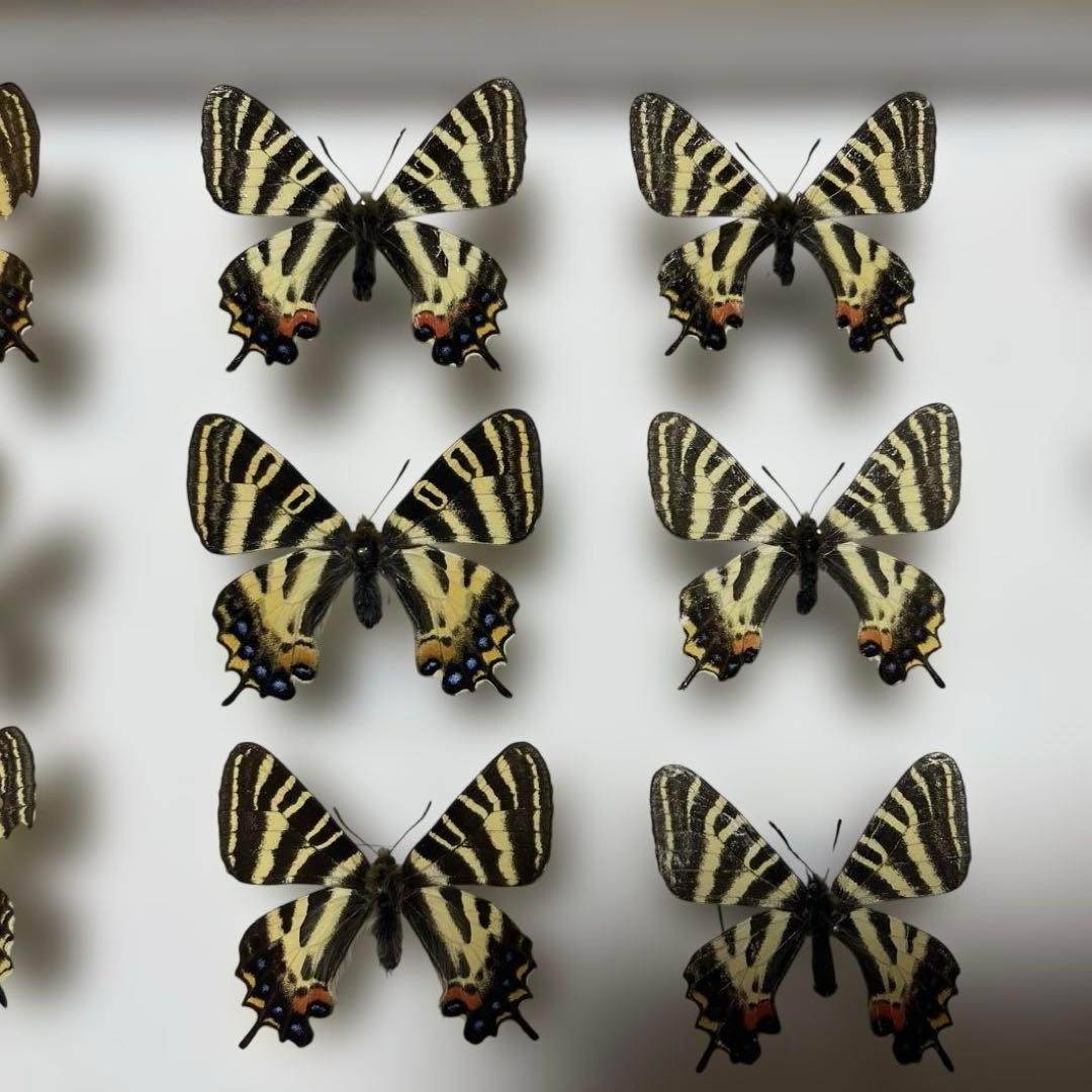 ギフチョウ　ドイツ箱入り