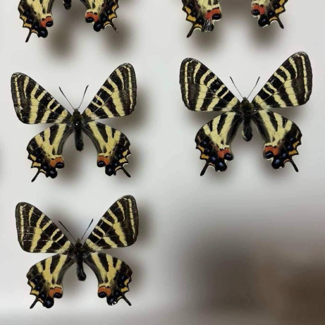 ギフチョウ　ドイツ箱入り