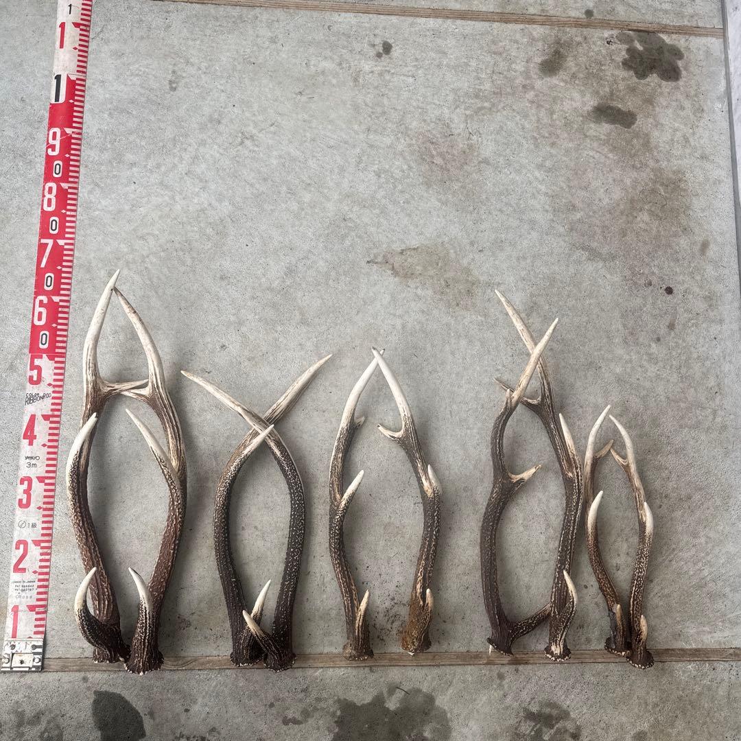 ③鹿の角 セット ニホンジカ 10本