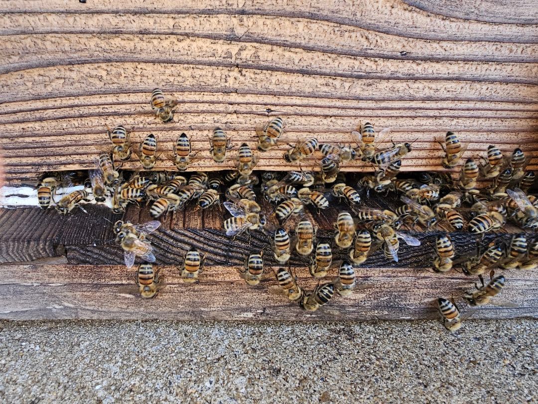 【ひで】クリーム百花蜜 800g1本　500g 　1本 計2本1300g