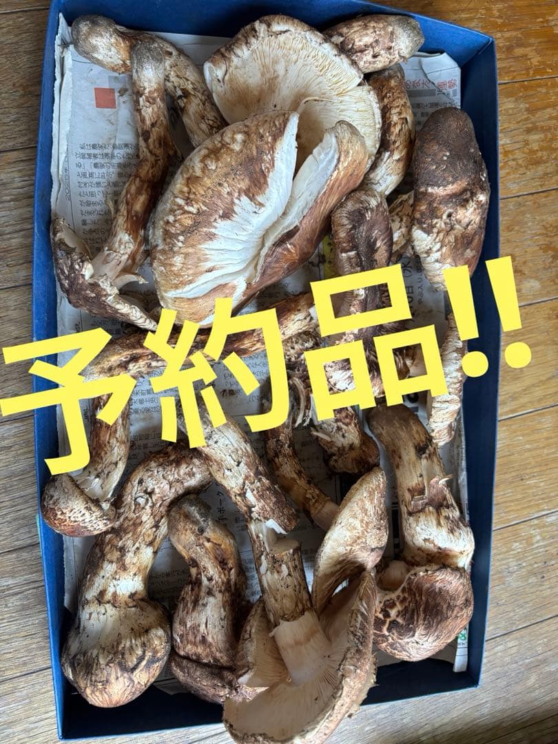 【予約品】青森県産松茸　マツタケ　2.2kg